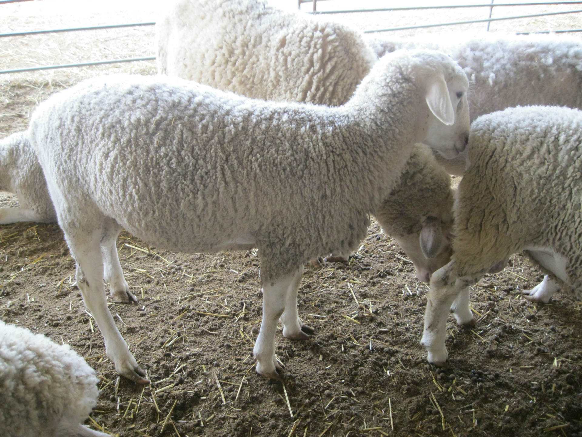 羔羊安全過冬注意五個(gè)方面