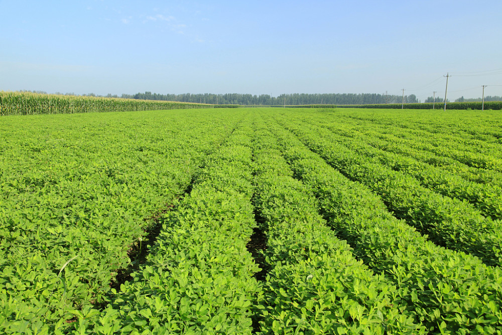 掌握六項栽培要點(diǎn) 保障花生穩(wěn)產(chǎn)高產(chǎn)