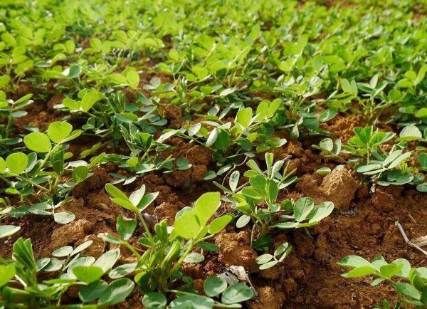 花生后期管理技術(shù)要點